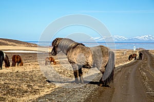 Cozy Icelandic horse on the street