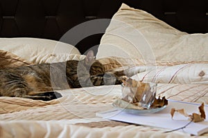 Cozy indoor autumn mood, sleeping cat in the comfortable bed, workbook and coffee cup with autumn leaves