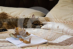 Cozy indoor autumn mood, sleeping cat in the comfortable bed, workbook and coffee cup with autumn leaves