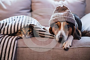 Cozy indoor scene with cat under blanket, dog in hat on couch