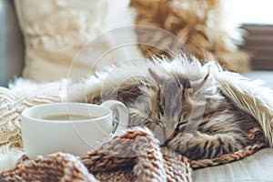 Cozy Kitten Slumbering Peacefully Beside Warm Coffee Mug