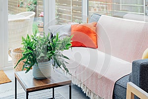 Cozy, light conservatory interior design with gray sofa decorated with bright textile cover and cushions and many green
