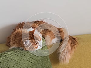 Cozy moment - cute ginger cat sleeps on a pillow on a yellow sofa in the living room interior