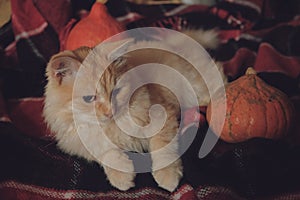 Cozy mood, home comfort, Thanksgiving Day  concept. Ginger cat lying on plaid with pumpkin