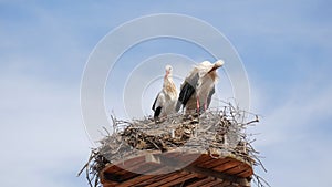 A cozy nest of a pair of storks incubating eggs against the background of a blue sky