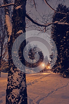 Cozy night view of a winter snowy park with snow-covered paths and yellow warm lanterns.