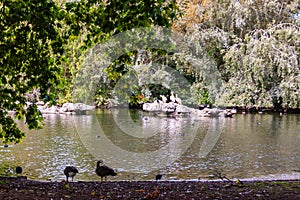 Cozy park with pond inside full of various water birds in UK. Natural vignette surrounding the frame