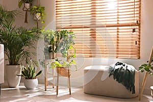 Cozy room interior with stylish furniture and beautiful houseplants near window