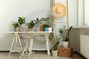 Cozy room interior with stylish furniture and different beautiful houseplants