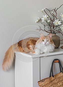 Cozy scandinavian style interior - a ginger cat sleeping on a chest of drawers, a vase of flowers, a straw bag