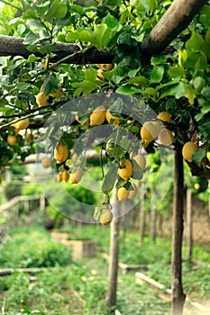 Cozy shady garden with lemons in the village of Ravelo in southern Italy