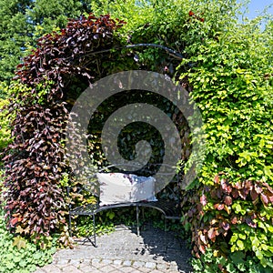 Cozy sitting area with cushions in merged red and green beech hedge, garden bench in the shade of fresh beech trees.