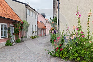 Cozy street with blooming mallows and roses