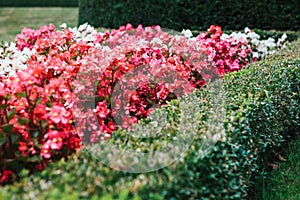 Cozy well-groomed park or garden with plants and flowers in Prague in the Czech Republic