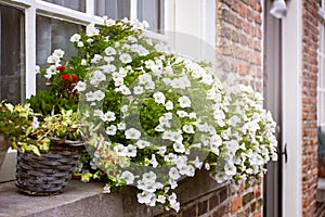 Cozy window with flower pot