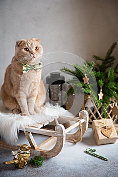 Cozy winter composition. Cute cat with bow tie on the sledge, gifts, fir tree and decorations on gray background. Christmas,