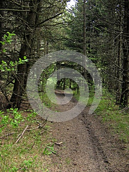 Cozzano Pineta, Provincia di Parma,Italy, path in the pine and fir forest