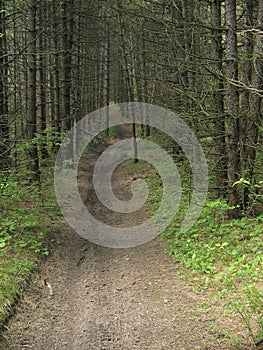 Cozzano Pineta, Provincia di Parma,Italy, path in the pine and fir forest