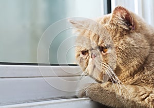 CPA cat looking out through a window