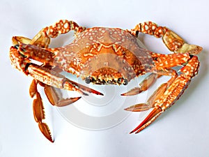 Crab