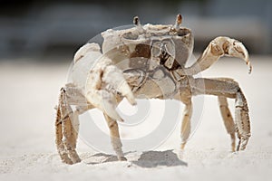 Crab