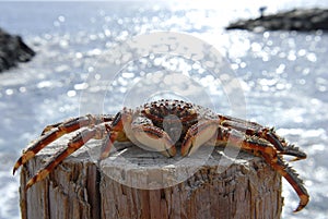 Crab