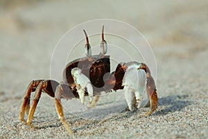 Crab