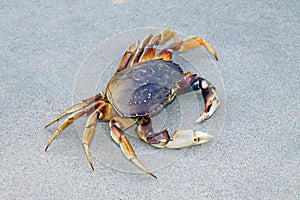 Crab photo