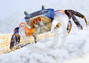 Crab