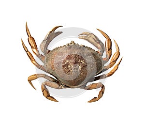 Crab