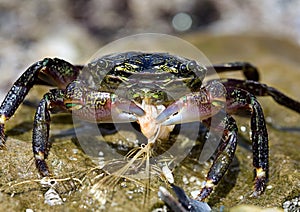 Crab