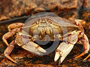 Crab