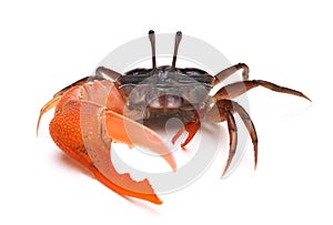 Crab photo