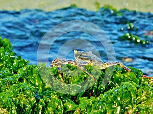 Crab at algae in Dominican republic Beach, bayahibe, resort