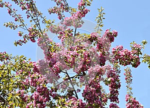 Crab Apple blomms againsgt a perfect blue sky