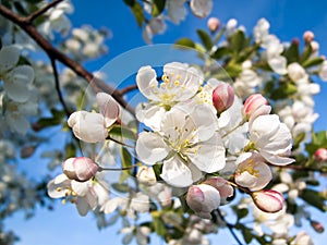 Crab Apple Blossoms