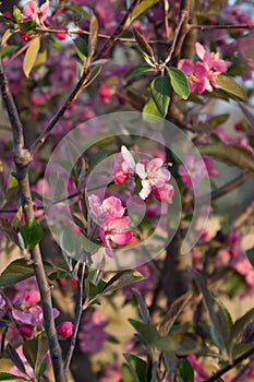 Crab Apple Blossoms