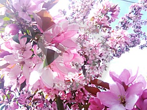 Crab apple blossoms