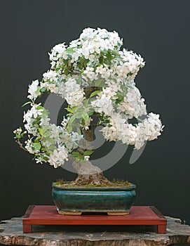 Crab apple bonsai