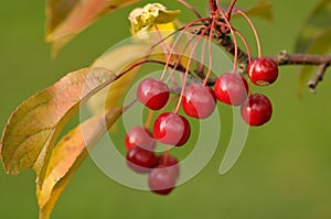 Crab apple fruits