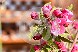 Crab Apple Malus Pink Flowers And Leaves