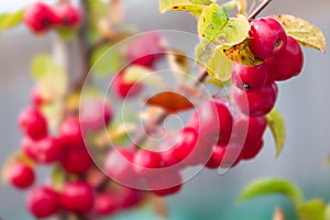 Crab apple Malus Red sentinel