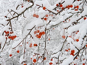 Crab apple after snowfall