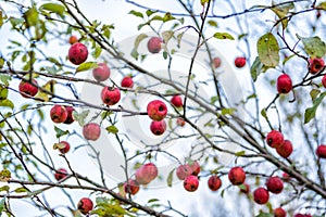 Crab Apple Tree