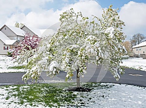 Crab Apple Tree Blossoms Laden with April Snow