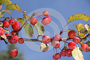 Crab apple tree with red apples