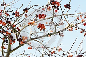 Crab apple tree with red fruit covered in snow