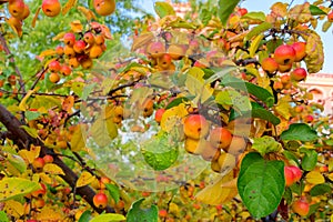 Crab Apples on the branches of an apple tree