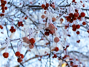 Crab apples on branches in the winter