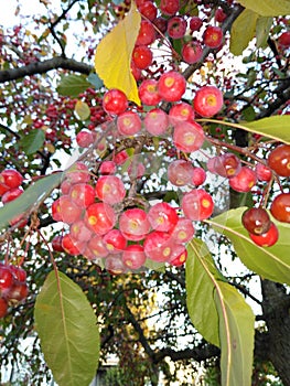 Crab apples